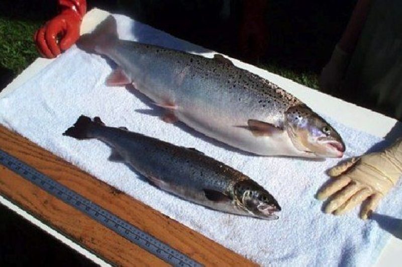 engineered fish would be dangerous