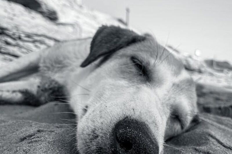 sleep problems insomnia